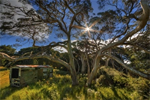 Old Shed in a bushland setting on King Island, Bass Strait, Tasmania, Australia Old Shed in a bushland setting on King Island, Bass Strait, Tasmania, Australia