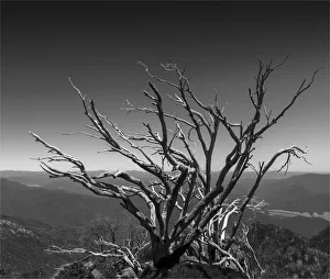 Old Snow gum after devastating bushfires at the Horn, Mount Buffalo, High Country Old Snow gum after devastating bushfires at the Horn, Mount Buffalo, High Country