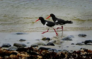 A pair of Pied Oster-catchers, running along the shoreline, King Island, Bass Strait A pair of Pied Oster-catchers, running along the shoreline, King Island, Bass Strait