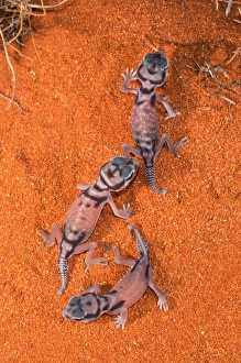 Pale Knob-tailed Gecko babies Pale Knob-tailed Gecko babies