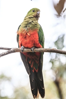 A parrot along the great ocean road, Australia A parrot along the great ocean road, Australia