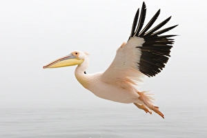 Pelican in Flight close up with steady wings approaching landing Pelican in Flight close up with steady wings approaching landing
