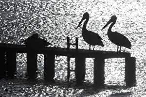 Pelicans on a jetty. Coffins Bay. South Australia Pelicans on a jetty. Coffins Bay. South Australia