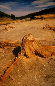 A petrified tree, Yellowstone National Park, Wyoming, USA A petrified tree, Yellowstone National Park, Wyoming, USA