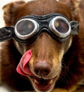 The Kelpies Prints: Australian Kelpie in Goggles Print
