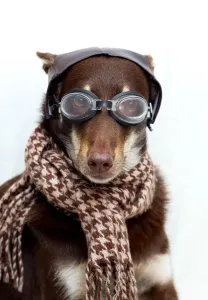 Kelpie in Vintage Aviator Print