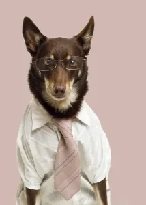 The Kelpies Prints: Australian Kelpie Business Print