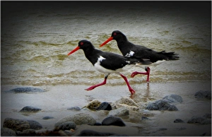 Pied Oyster catchers running along an ocean foreshore Pied Oyster catchers running along an ocean foreshore