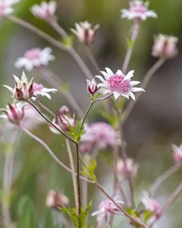 Pink Flannel Flower (Actinotus forsythii) Pink Flannel Flower (Actinotus forsythii)