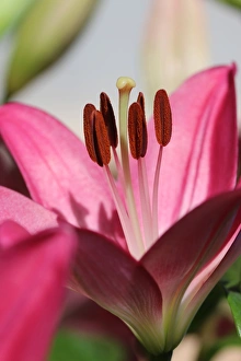 Photographers/nicola morgan photography flower plants/pink lilium petals Photographers/nicola morgan photography flower plants/pink lilium petals