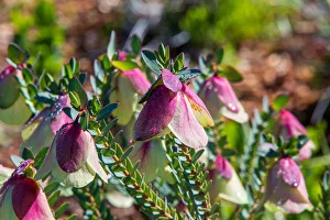Pink and White Bell shaped Flower - Bell Darwinia Pink and White Bell shaped Flower - Bell Darwinia