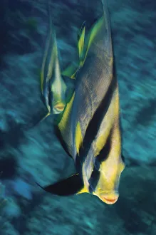 Pinnate Batfish (Platex pinnatus), elevated view Pinnate Batfish (Platex pinnatus), elevated view