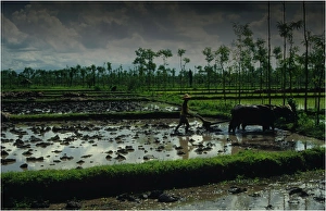 Ploughing the rice fields with Water Buffalo in the traditional way, on the Island of Lombok, Indonesia Ploughing the rice fields with Water Buffalo in the traditional way, on the Island of Lombok, Indonesia