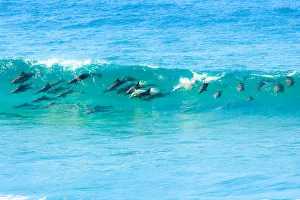 Pod of Dophins in the Wild Surfing the waves Pod of Dophins in the Wild Surfing the waves