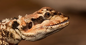 Pogona microlepidota, Theda Station Pogona microlepidota, Theda Station