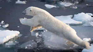 Polar Bear leaping at full stretch as it jumps over water