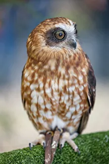 Portrait of a Southern Boobook Owl - Australia Portrait of a Southern Boobook Owl - Australia