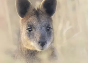 Portrait of a wild swamp wallaby (Wallabia bicolor) from Melbourne, Australia Portrait of a wild swamp wallaby (Wallabia bicolor) from Melbourne, Australia