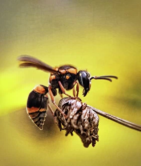 Images Dated 18th December 2011: Potter wasp
