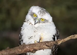 Powerful Owl Gallery: Powerful chick or Ninox strenua