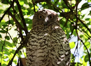 Perching Gallery: Powerful owl roosting or Ninox strenua