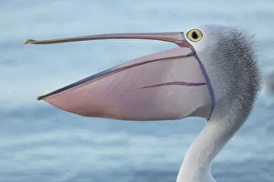 Side profile of an Australian pelican appearing to laugh Side profile of an Australian pelican appearing to laugh