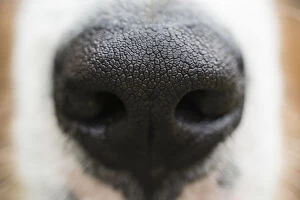 Bernese Mountain Dog Gallery: Puppy Dog Nose