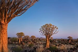 Images Dated 29th May 2016: Quiver Tree at Giants Playground in Keetsmanshoop, Namibia, Afrika