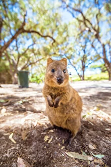 Perth Collection: A Quokka marsupial on Rottnest Island, Western Australia