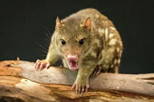 Images Dated 3rd December 2016: Quoll Agro