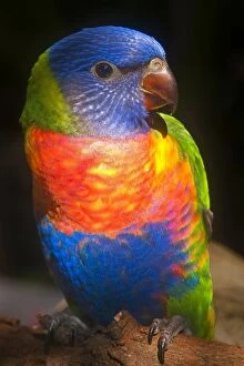 Images Dated 25th July 2005: Rainbow Lorikeet