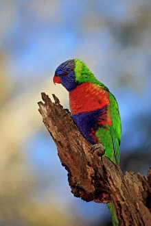 Images Dated 26th October 2013: Rainbow lorikeet