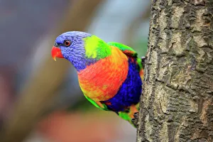 Rainbow Lorikeet, (Trichoglossus haematodus) Rainbow Lorikeet, (Trichoglossus haematodus)