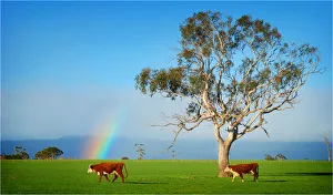 A rainbow on pastural land near Deloraine, northern Tasmania A rainbow on pastural land near Deloraine, northern Tasmania