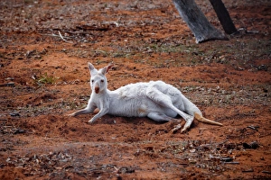 A Rare Albino Kangaroo in Australia Outback A Rare Albino Kangaroo in Australia Outback