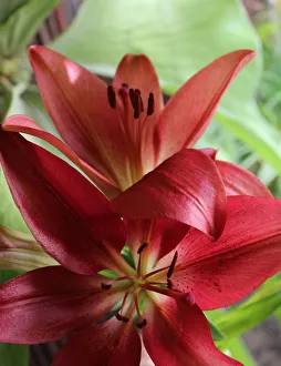 Red Amaryllis Flower