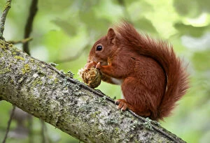 Images Dated 12th August 2011: Red Squirrel