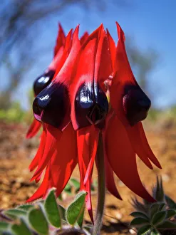 Red Sturts Desert Pea (Swainsona formosa) flower Red Sturts Desert Pea (Swainsona formosa) flower