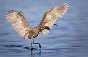 Reddish Egret (Egretta rufescens) Reddish Egret (Egretta rufescens)