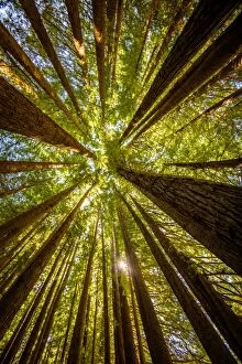Great Otway National Park Gallery: Redwoods grow at Great Otway National Park, Victoria