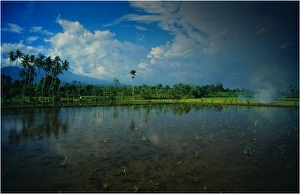 Reflections in an irrigated rice field on the Island of Lombok, Indonesia Reflections in an irrigated rice field on the Island of Lombok, Indonesia