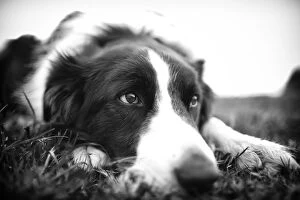 Images Dated 31st July 2014: Resting Border Collie (Black & White)
