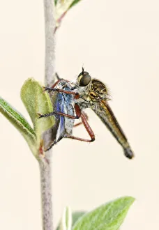 Robber Fly which has captured and eating a Skipper Butterfly Robber Fly which has captured and eating a Skipper Butterfly