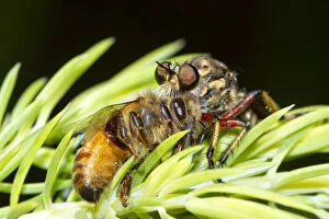 Robber Fly eating a bee