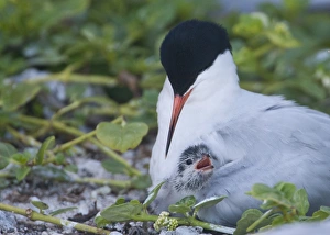 Roseate Tern with baby under its wing Lady Elliot Roseate Tern with baby under its wing Lady Elliot
