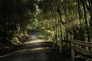 Great Otway National Park Gallery: Rural road in forest