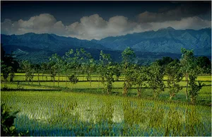 Rural scene on the Island of Lombok, Indonesia Rural scene on the Island of Lombok, Indonesia
