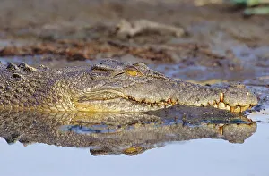 Saltwater Crocodile Lying in the Mud Saltwater Crocodile Lying in the Mud