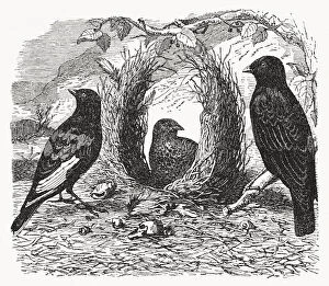 Satin Bowerbird Gallery: Satin bowerbird (Ptilonorhynchus violaceus), wood engraving, published in 1893