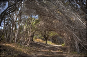 Sawyers Bay, Flinders Island, part of the Furneaux group, eastern Bass Strait, Tasmania Sawyers Bay, Flinders Island, part of the Furneaux group, eastern Bass Strait, Tasmania